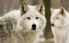 white-wolf-animal-wild-hd-wallpaper-animals-picture-wolf-hd-wallpaper.jpg